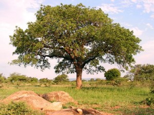 1marula-tree2-web-sm