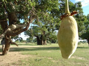 baobab fruit & tree 1-1-web